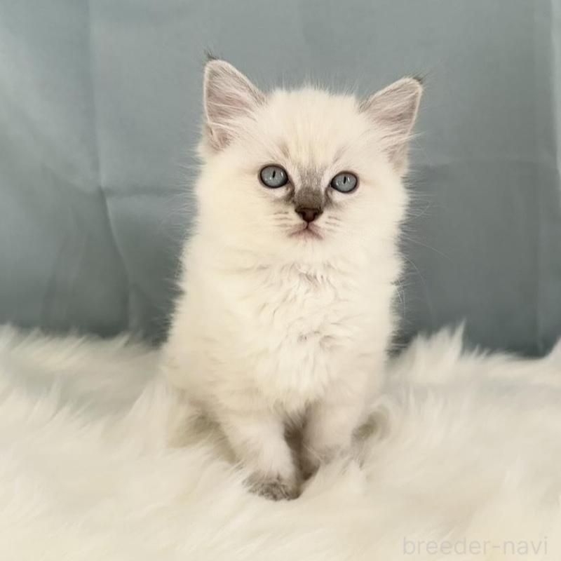 販売中の群馬県のラグドール-136035の4枚目