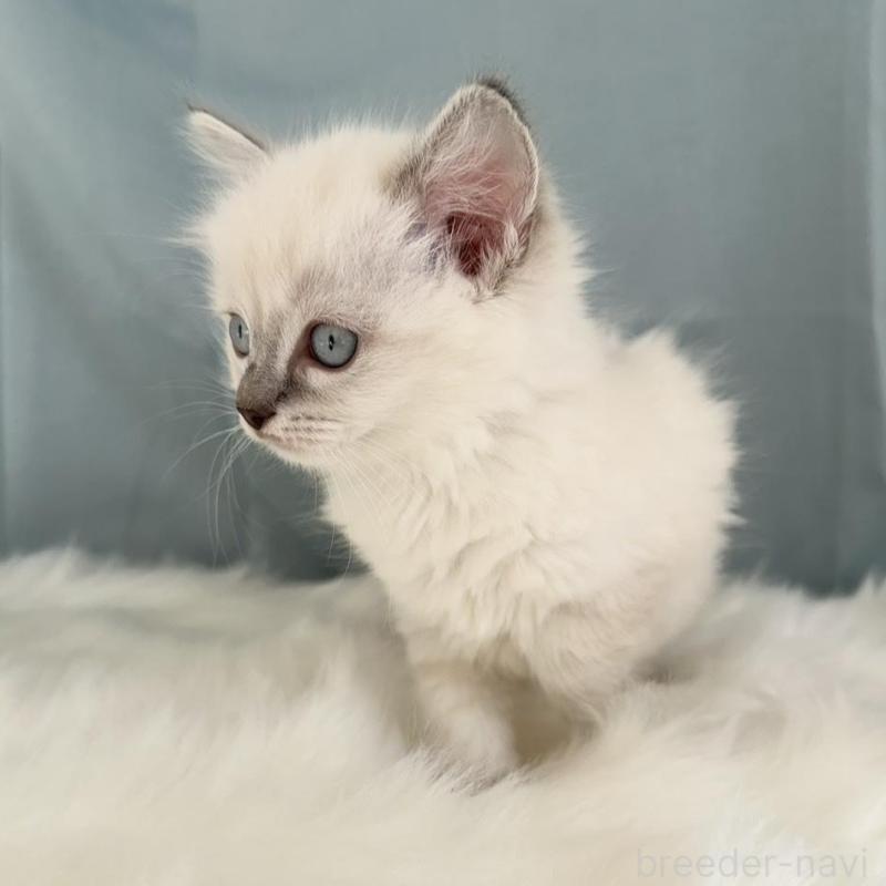 販売中の群馬県のラグドール-136035の3枚目