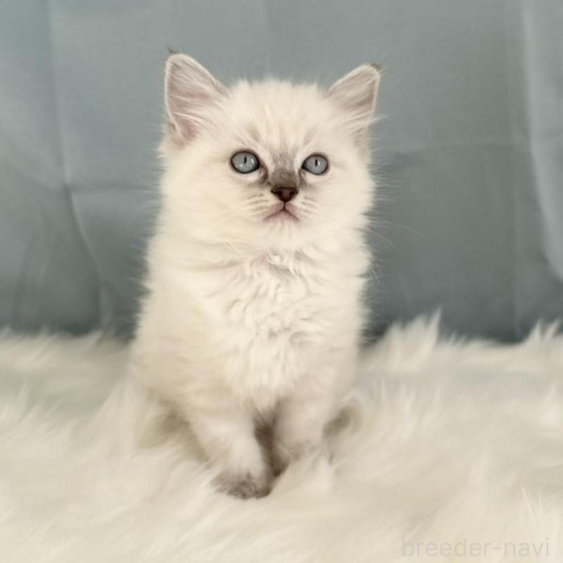 販売中の群馬県のラグドール-136035の2枚目