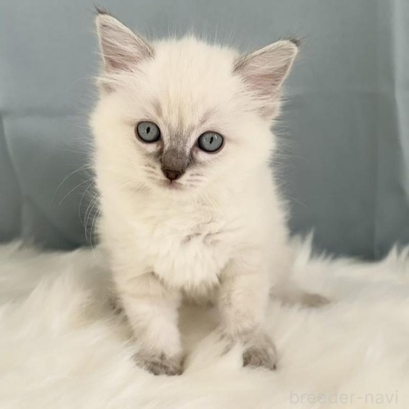 販売中の群馬県のラグドール-136035