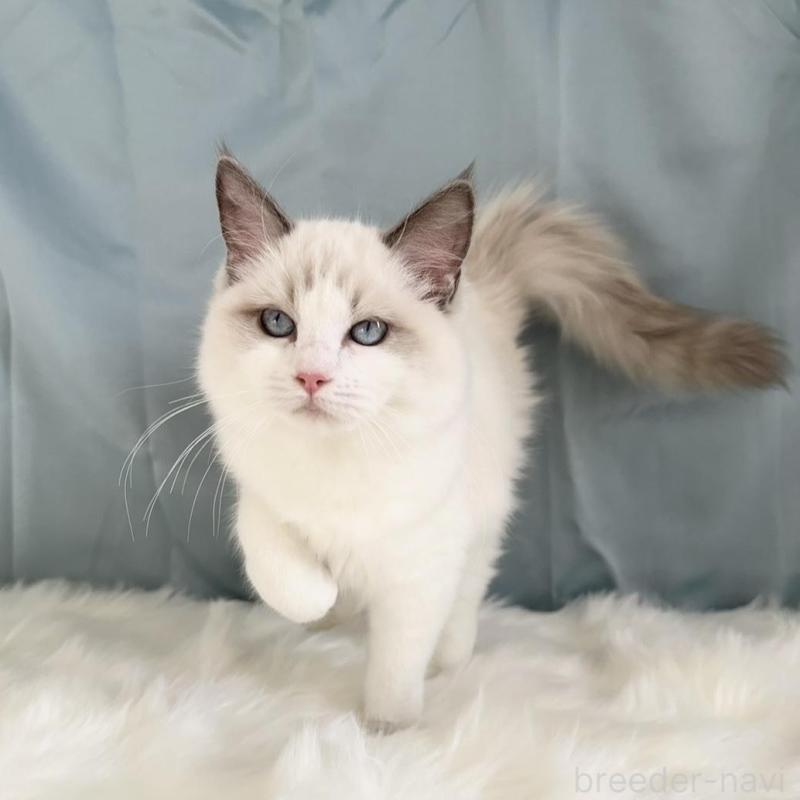 販売中の群馬県のラグドール-136036の5枚目