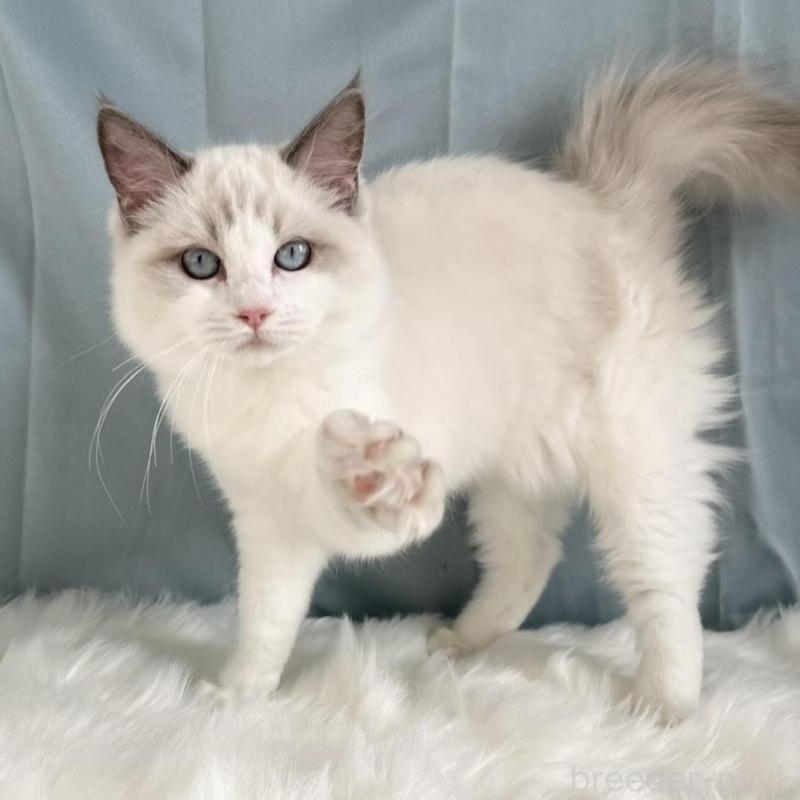 販売中の群馬県のラグドール-136036