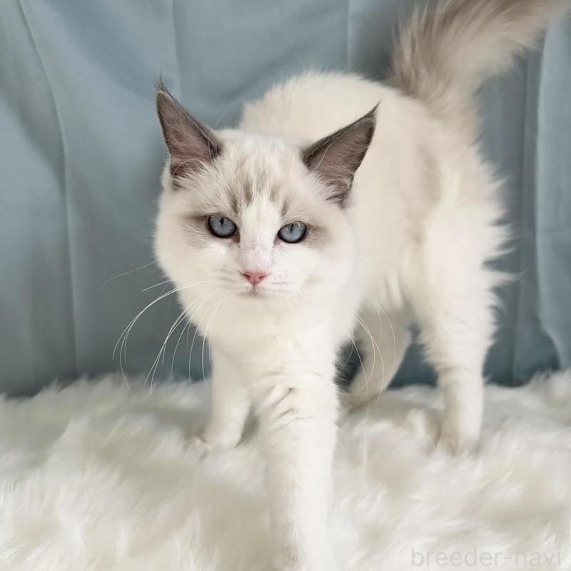 販売中の群馬県のラグドール-136036の4枚目