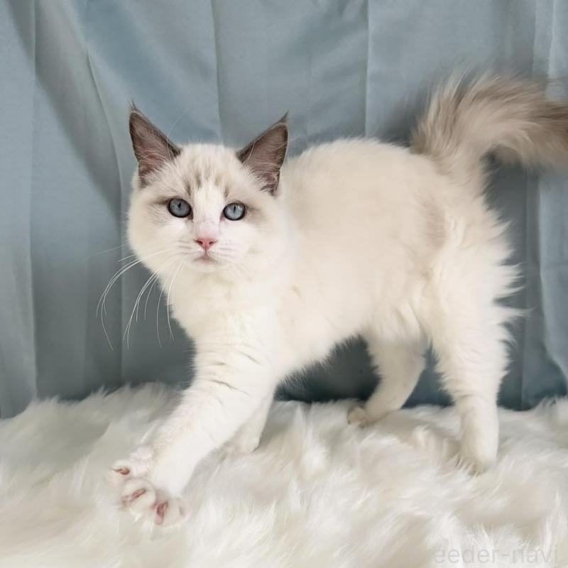 販売中の群馬県のラグドール-136036の3枚目