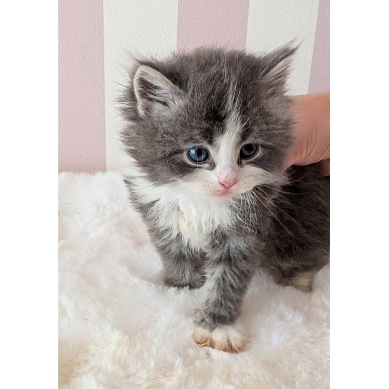 販売中の大阪府のサイベリアン-136022の9枚目