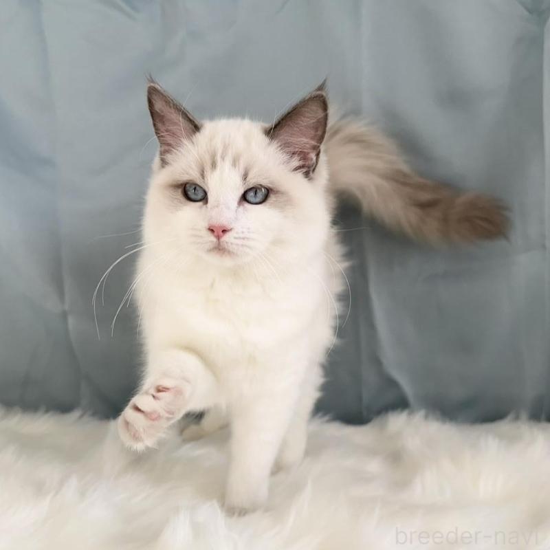 販売中の群馬県のラグドール-136036の2枚目