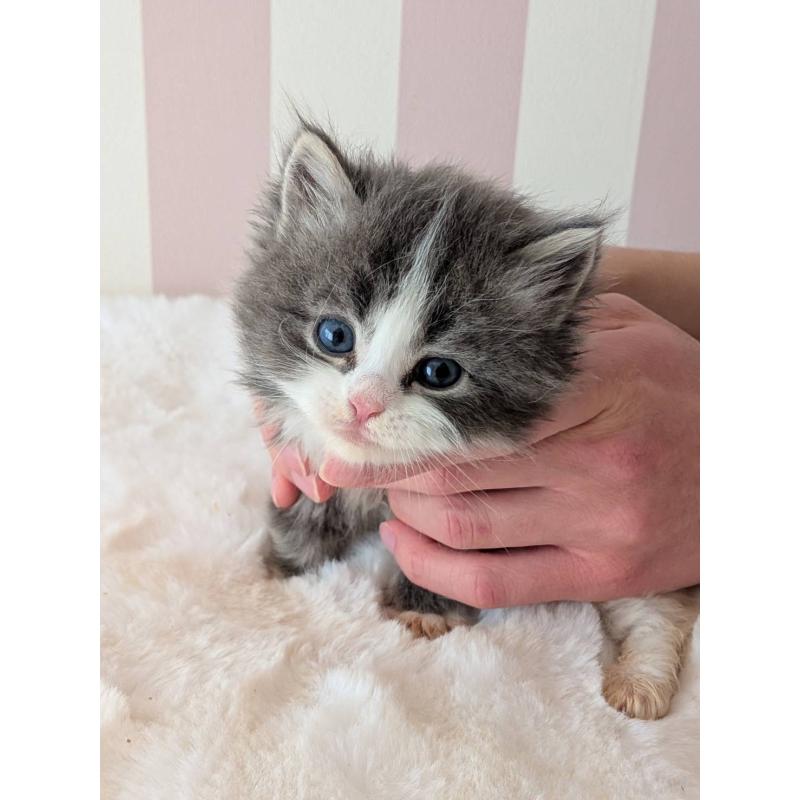 販売中の大阪府のサイベリアン-136022の8枚目