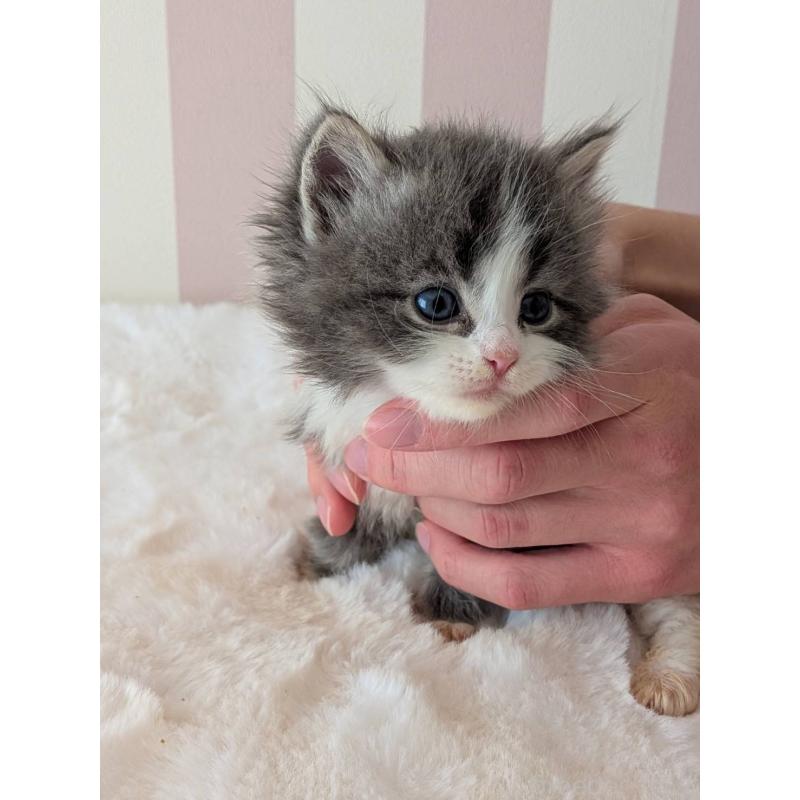 販売中の大阪府のサイベリアン-136022の7枚目