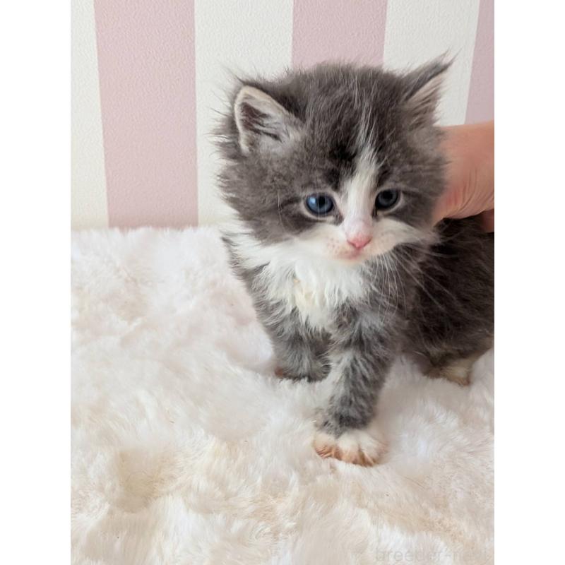 販売中の大阪府のサイベリアン-136022の6枚目