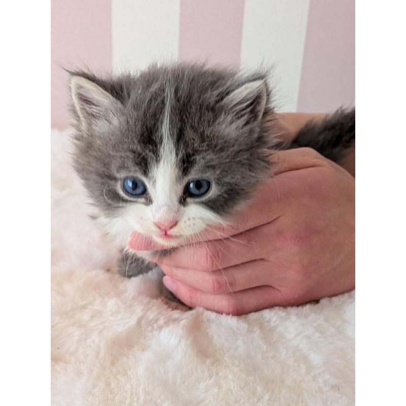 販売中の大阪府のサイベリアン-136022の4枚目