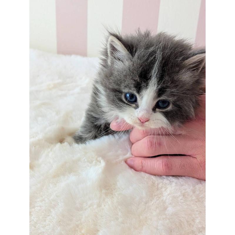 販売中の大阪府のサイベリアン-136022の3枚目