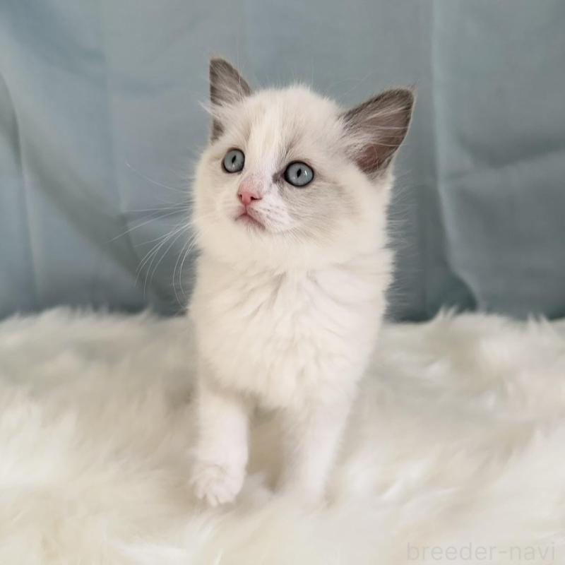 販売中の群馬県のラグドール-136037の4枚目