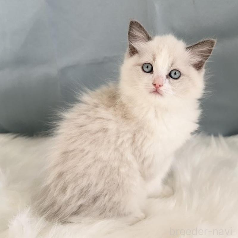 販売中の群馬県のラグドール-136037の3枚目