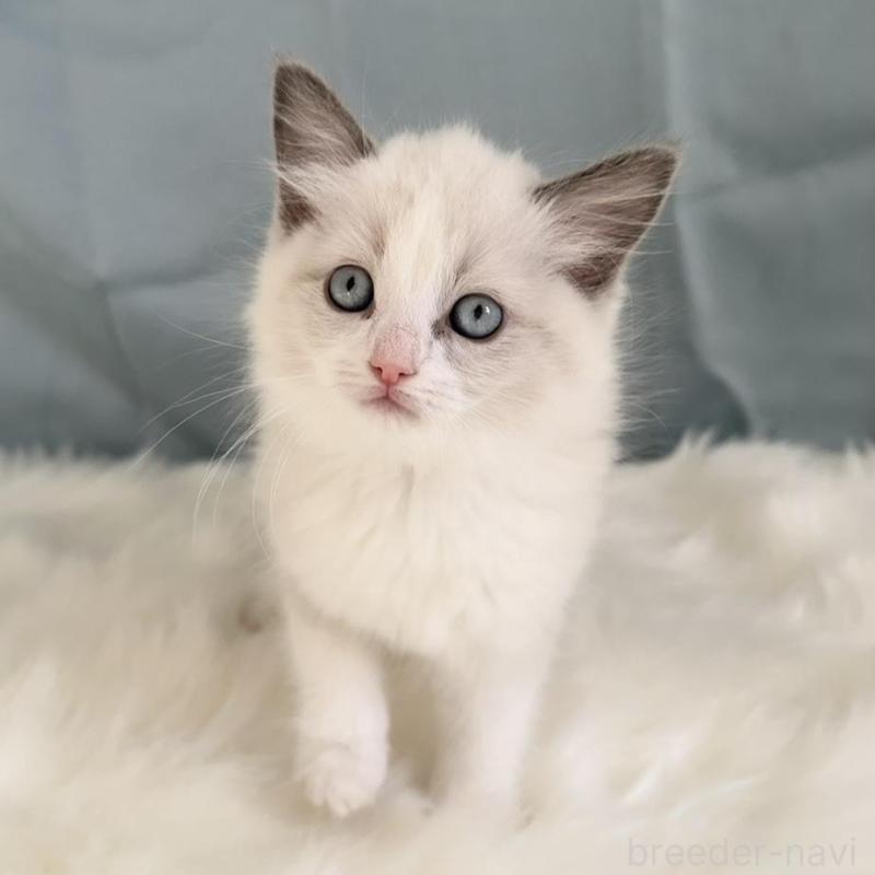 販売中の群馬県のラグドール-136037の2枚目