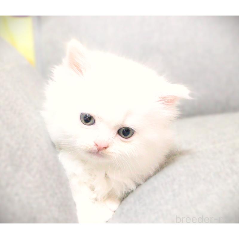 販売中の福岡県のサイベリアン-136023の2枚目