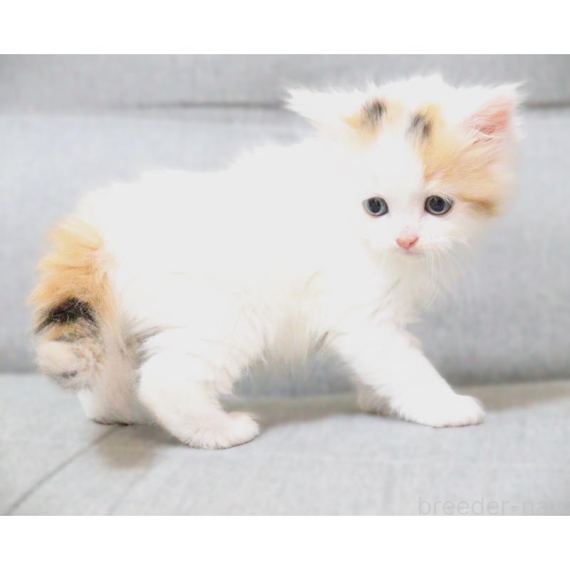 販売中の福岡県のサイベリアン-136025の2枚目