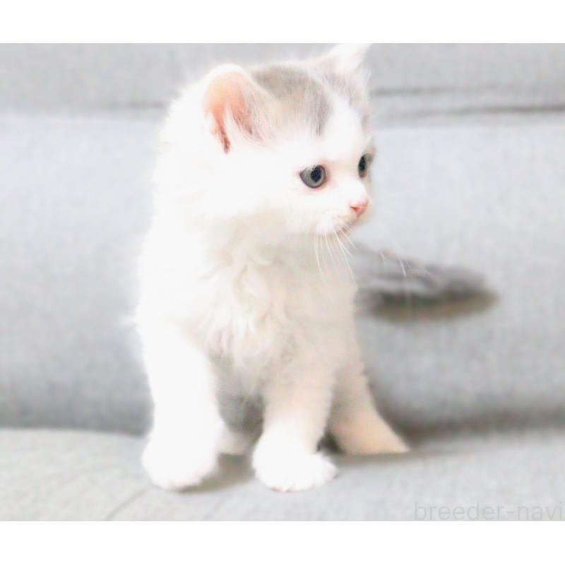 成約済の福岡県のサイベリアン-136019の2枚目