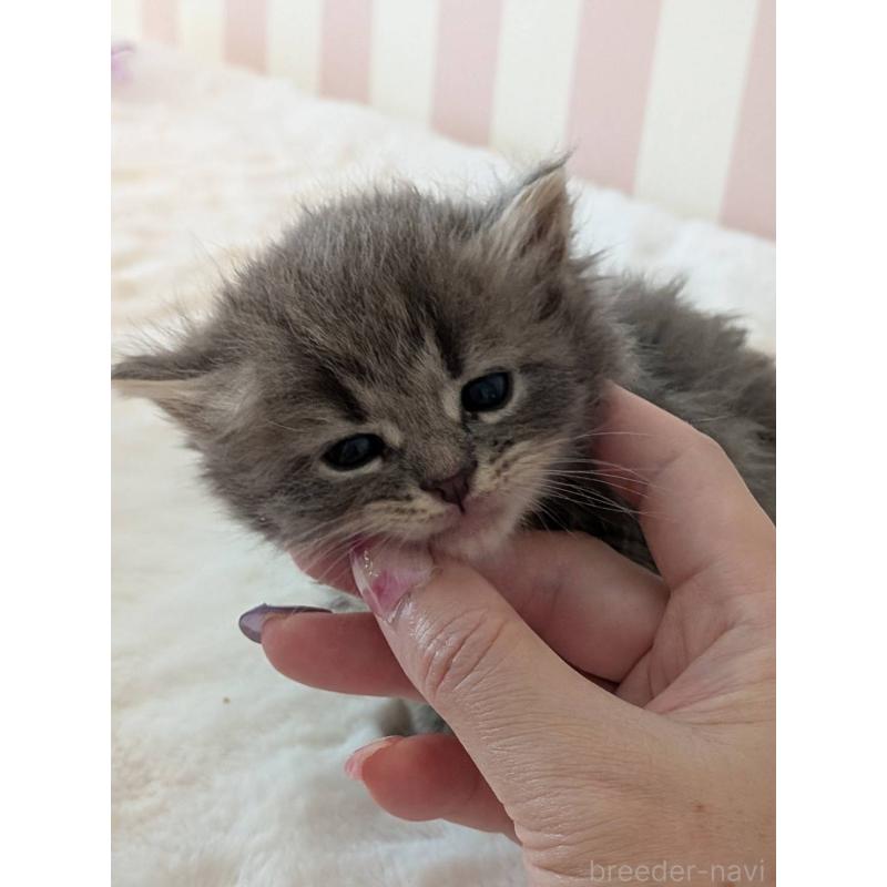 販売中の大阪府のサイベリアン-136038の10枚目