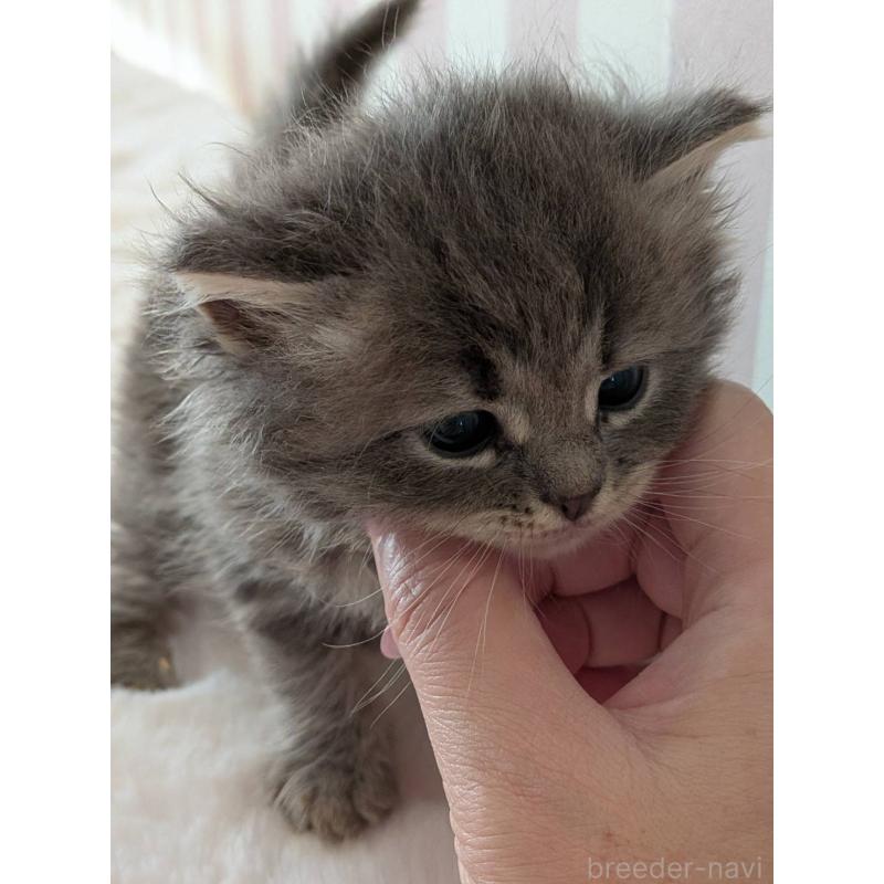 販売中の大阪府のサイベリアン-136038の6枚目