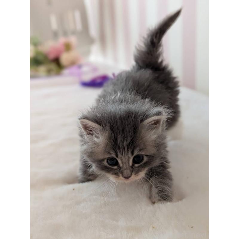 販売中の大阪府のサイベリアン-136039の9枚目