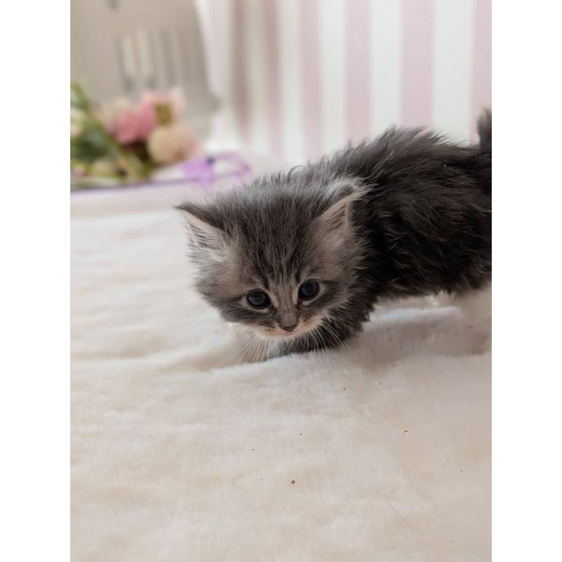 販売中の大阪府のサイベリアン-136039の8枚目