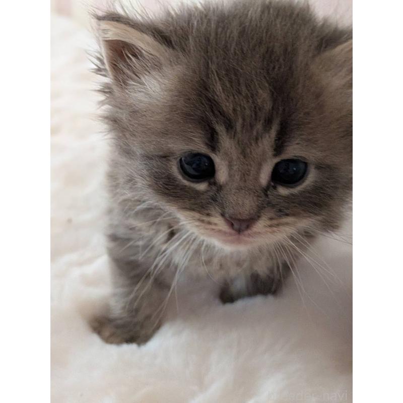 販売中の大阪府のサイベリアン-136039の7枚目