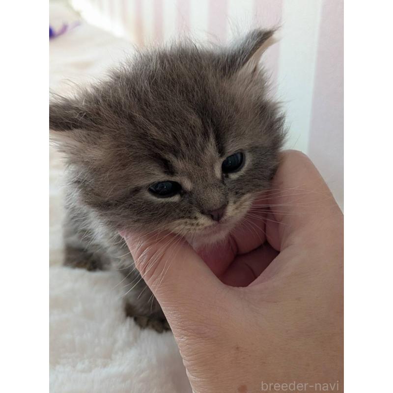 販売中の大阪府のサイベリアン-136039の6枚目