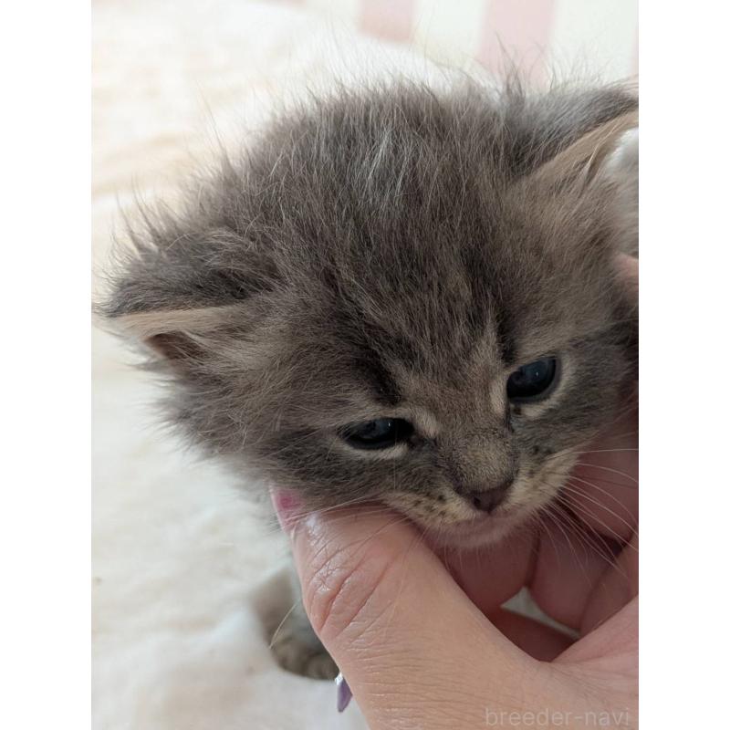 販売中の大阪府のサイベリアン-136039の5枚目