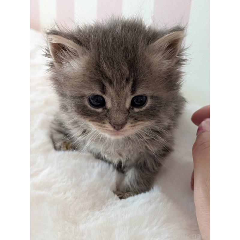 販売中の大阪府のサイベリアン-136039の4枚目