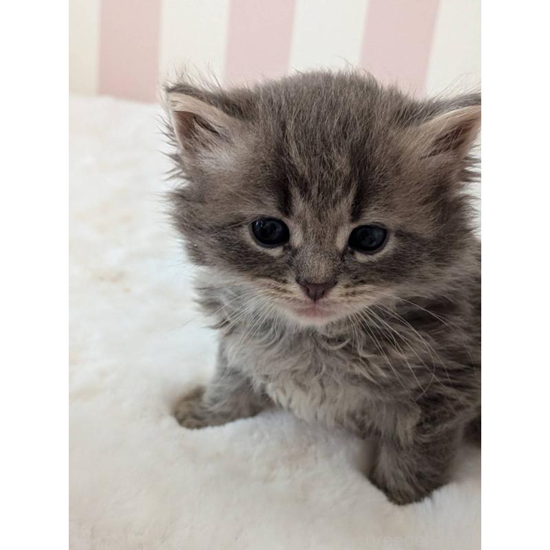 販売中の大阪府のサイベリアン-136039の3枚目