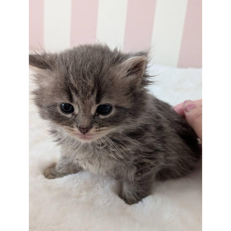 販売中の大阪府のサイベリアン-136039の2枚目