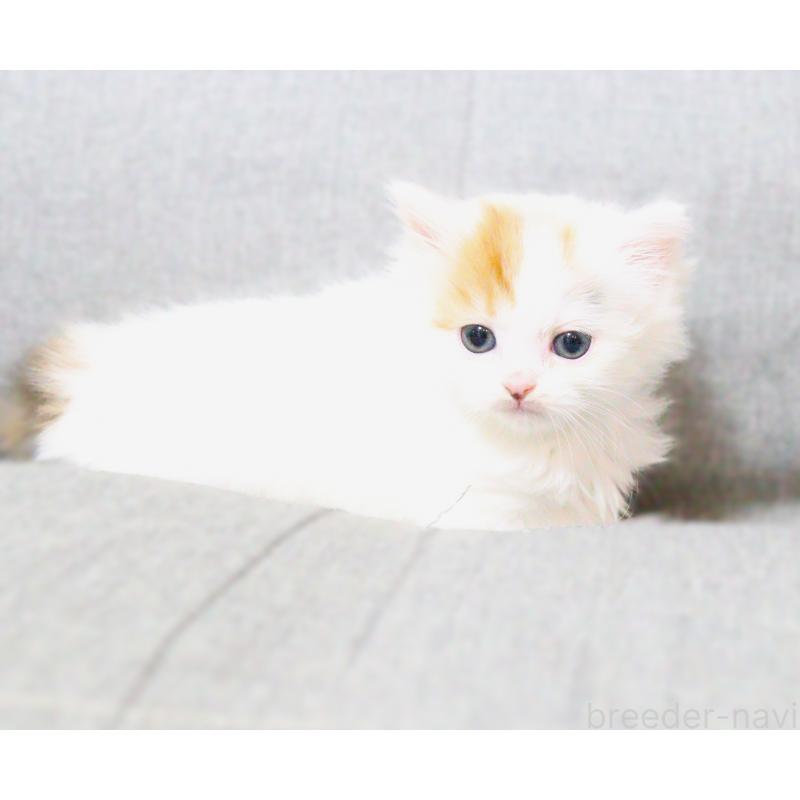 販売中の福岡県のサイベリアン-136040