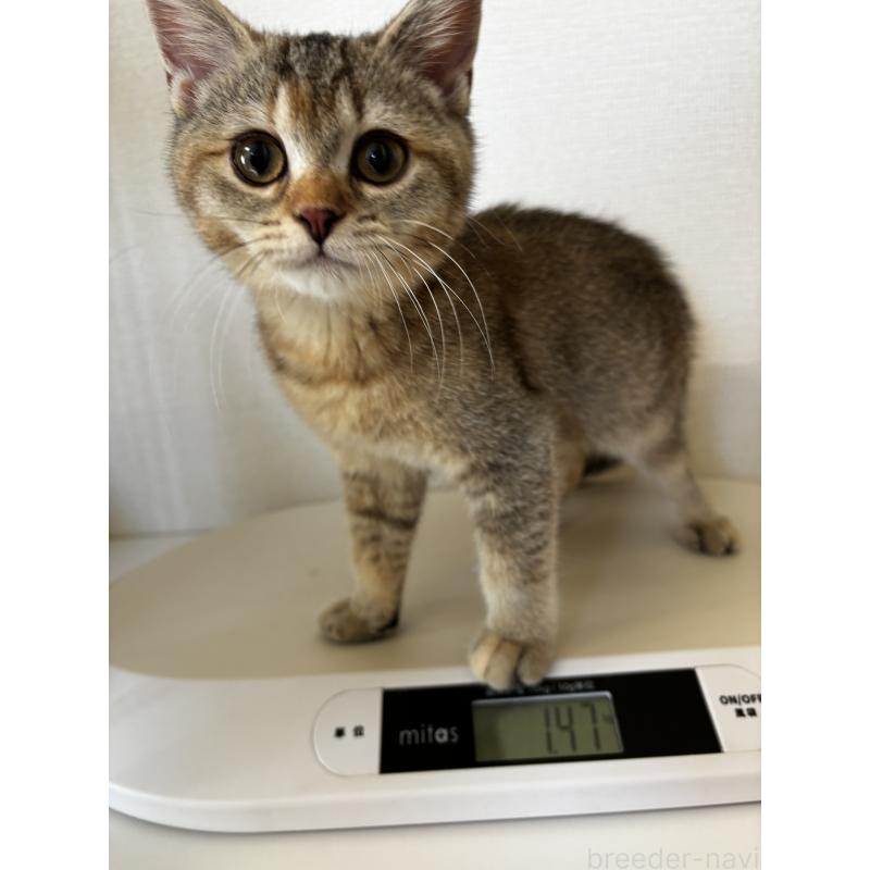 成約済の埼玉県のマンチカン-130897の2枚目