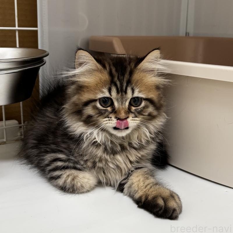 成約済の埼玉県のブリティッシュロングヘア-132323の4枚目