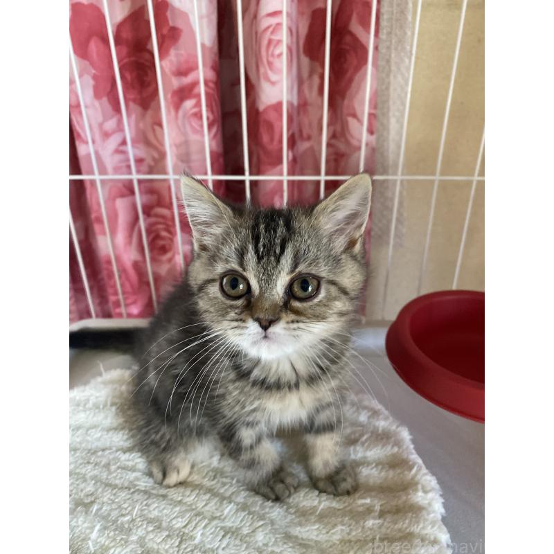 販売中の福岡県のペルシャ-136041の3枚目