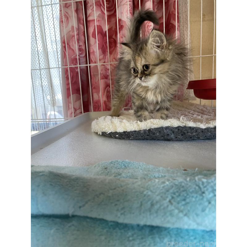 販売中の福岡県のペルシャ-136042の3枚目