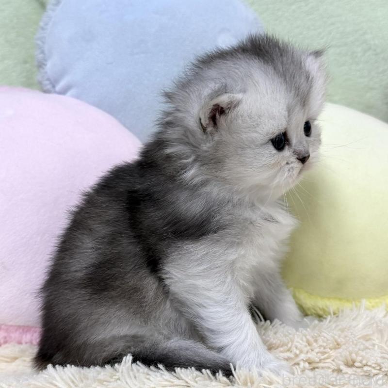 販売中の大阪府のブリティッシュロングヘア-136043の6枚目