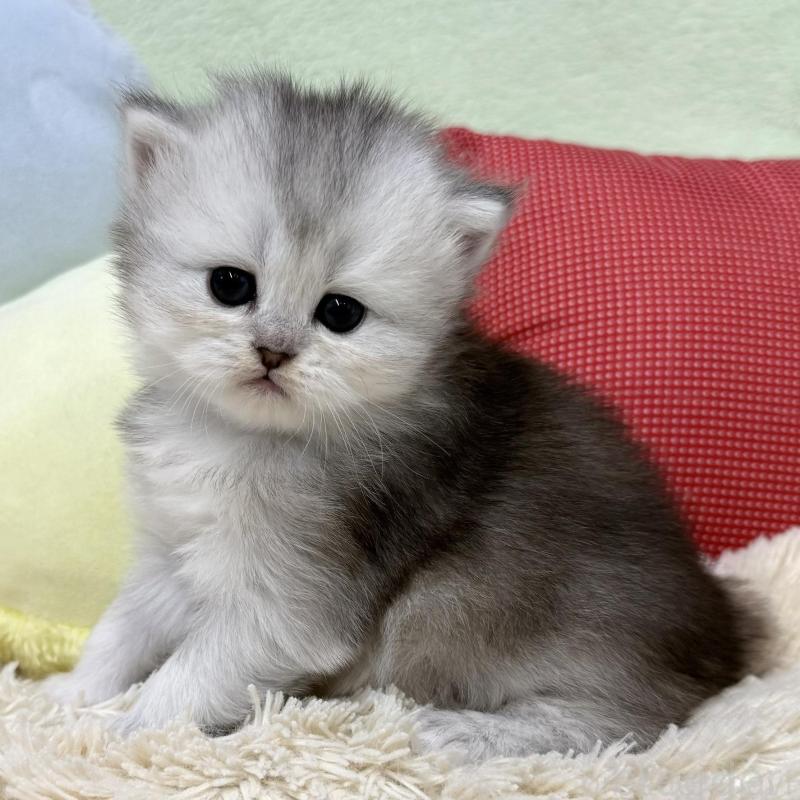 販売中の大阪府のブリティッシュロングヘア-136043の5枚目