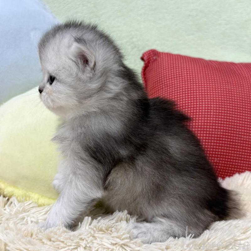 販売中の大阪府のブリティッシュロングヘア-136043の4枚目