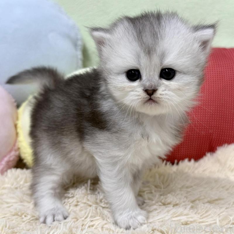 販売中の大阪府のブリティッシュロングヘア-136043の3枚目