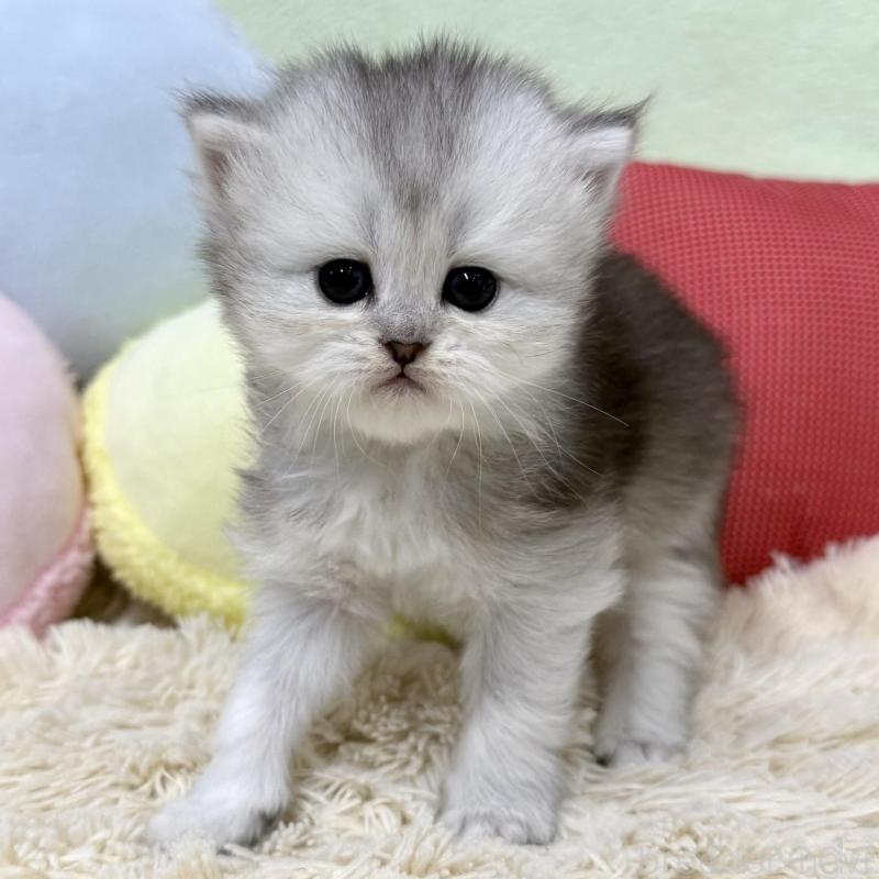 販売中の大阪府のブリティッシュロングヘア-136043の2枚目