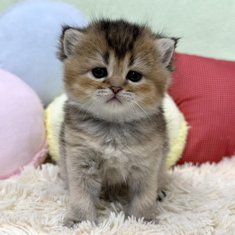 販売中の大阪府のブリティッシュショートヘア-136044の1枚目