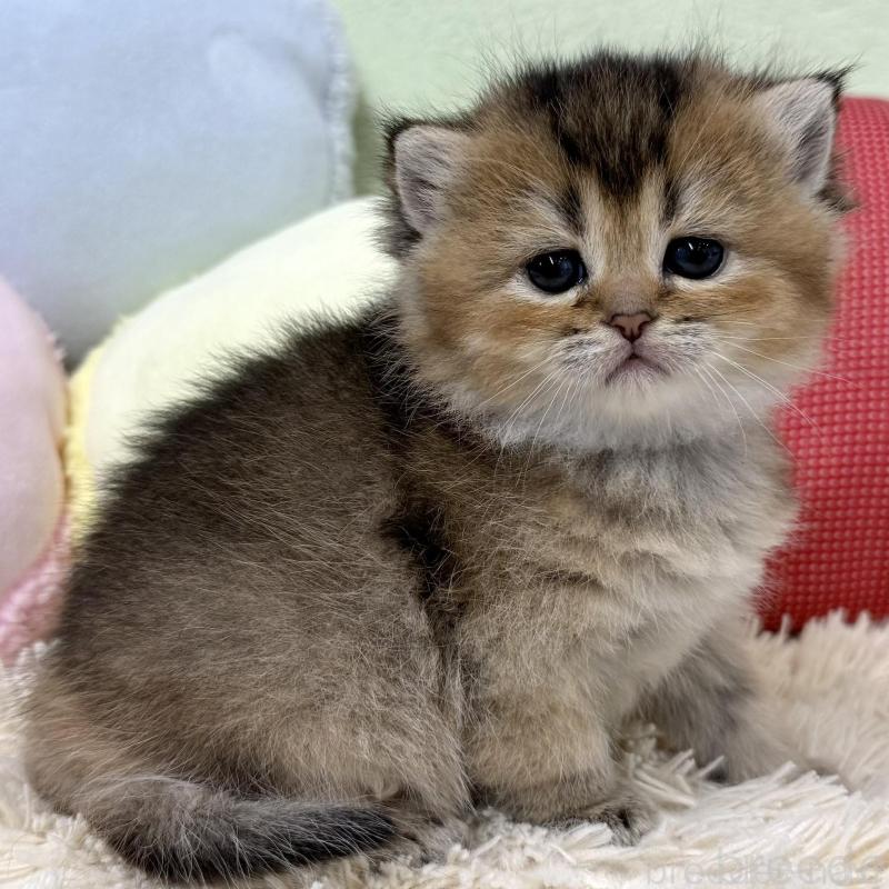 販売中の大阪府のブリティッシュショートヘア-136044の6枚目