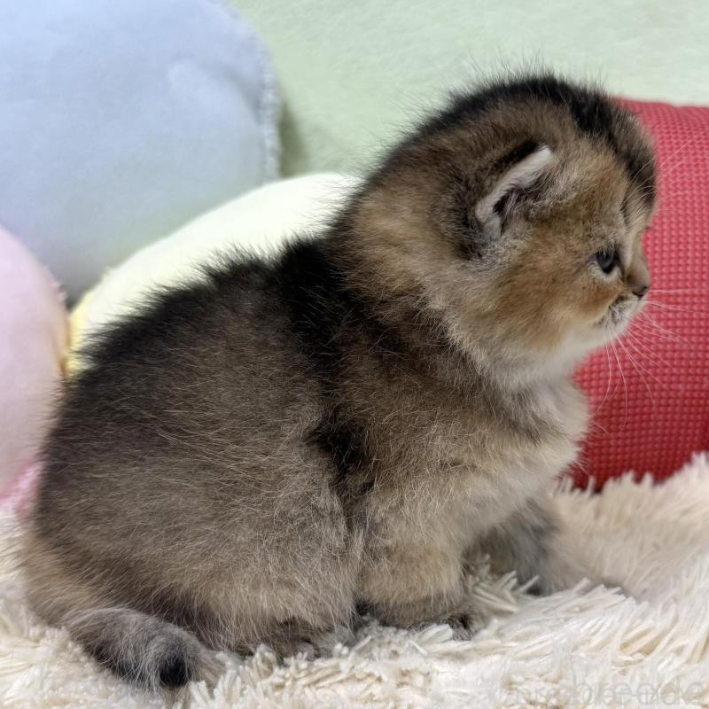 販売中の大阪府のブリティッシュショートヘア-136044の5枚目