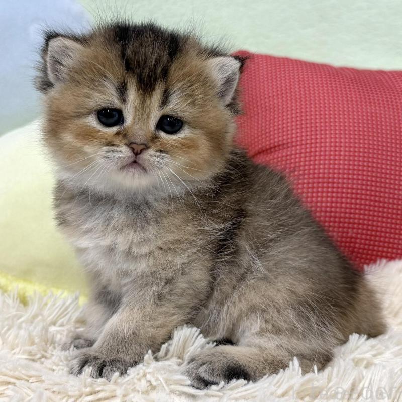 販売中の大阪府のブリティッシュショートヘア-136044の4枚目