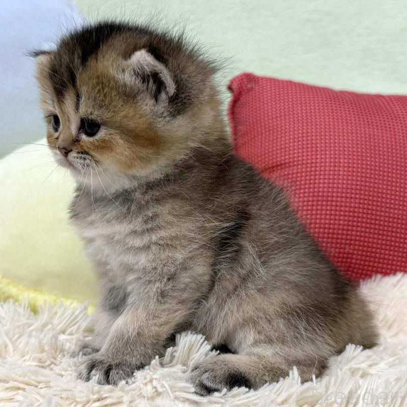 販売中の大阪府のブリティッシュショートヘア-136044の3枚目