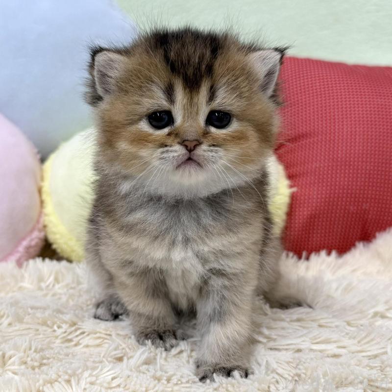 販売中の大阪府のブリティッシュショートヘア-136044の2枚目