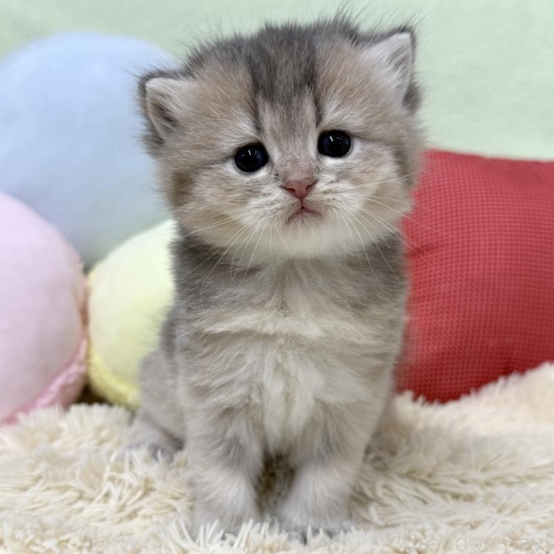 販売中の大阪府のブリティッシュショートヘア-136045