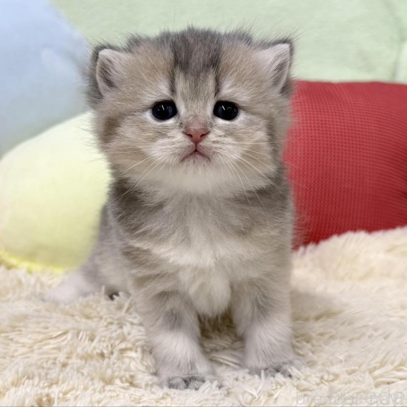 販売中の大阪府のブリティッシュショートヘア-136045の6枚目