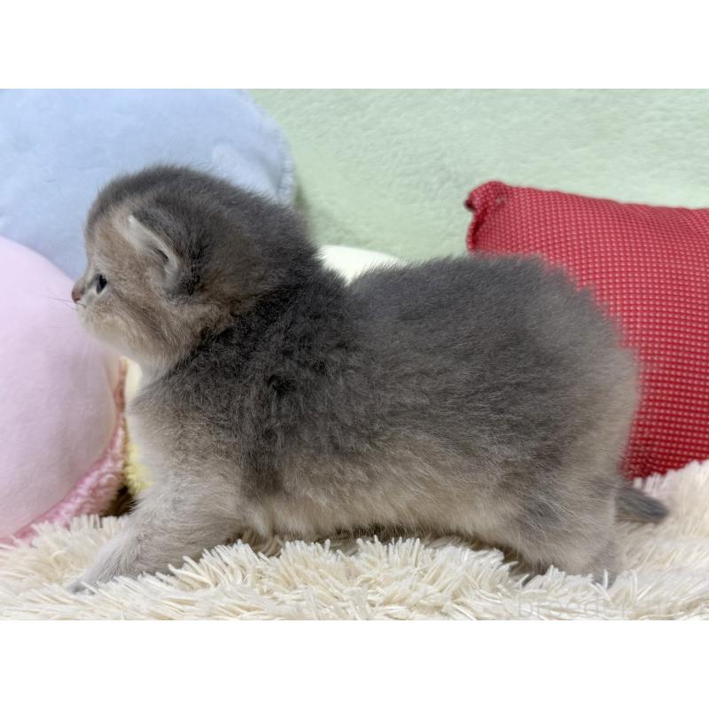 販売中の大阪府のブリティッシュショートヘア-136045の5枚目